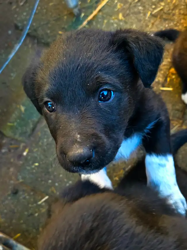 Adorable Border Collie x Black Lab Puppies