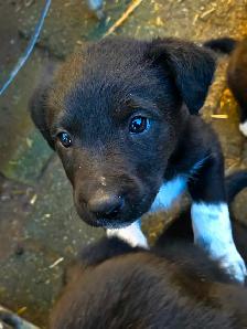 Adorable Border Collie x Black Lab Puppies