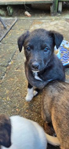 Adorable Border Collie x Black Lab Puppies - Photo 3