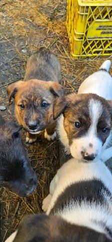 Adorable Border Collie x Black Lab Puppies - Photo 4