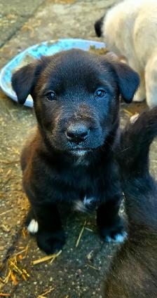 Adorable Border Collie x Black Lab Puppies - Photo 5