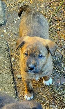 Adorable Border Collie x Black Lab Puppies - Photo 6