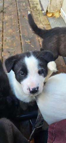 Adorable Border Collie x Black Lab Puppies - Photo 7