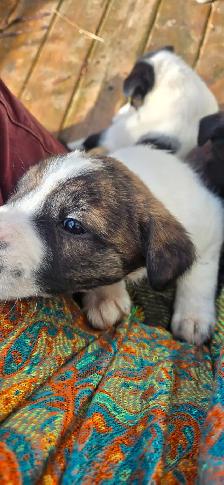 Adorable Border Collie x Black Lab Puppies - Photo 8