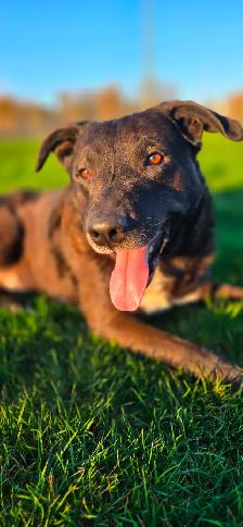 Adorable Border Collie x Black Lab Puppies - Photo 9