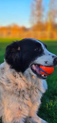 Adorable Border Collie x Black Lab Puppies - Photo 10