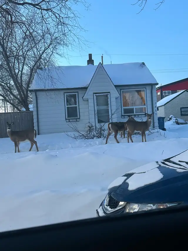 Snow removal south Winnipeg