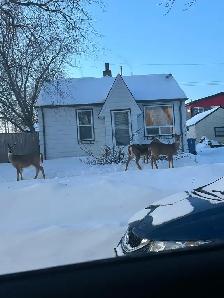Snow removal south Winnipeg