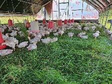 Farm Equipment & Livestock Technician — $25–$35/hour - Photo 3