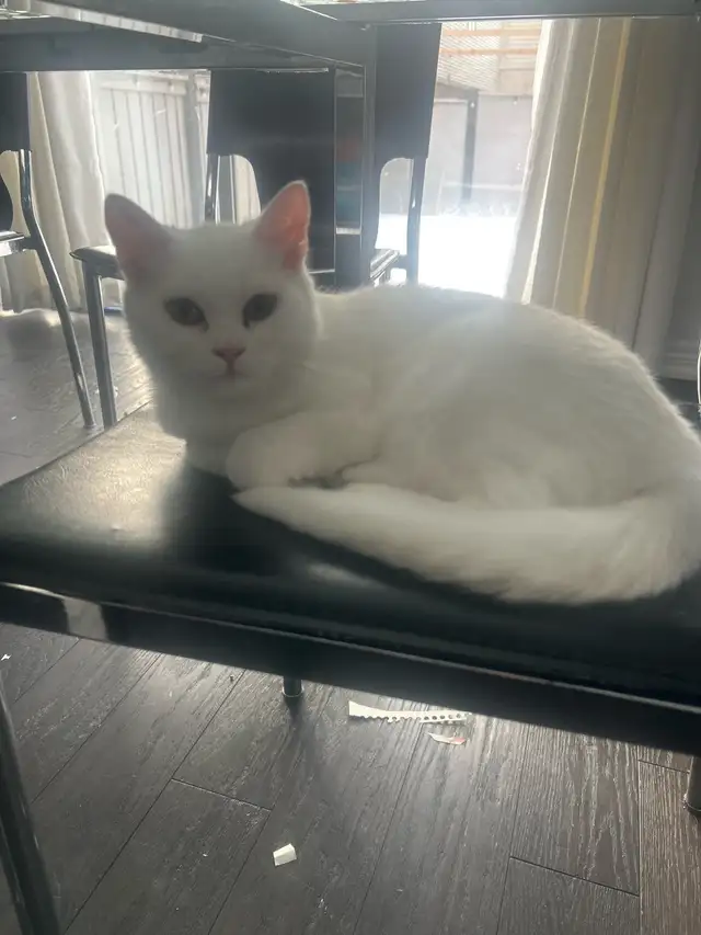 6month old female cat