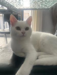 6month old female cat - Photo 2