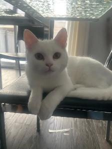 6month old female cat - Photo 3