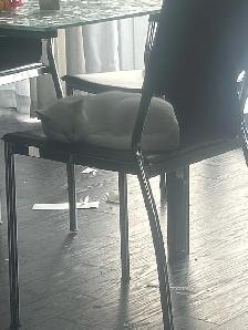 6month old female cat - Photo 4