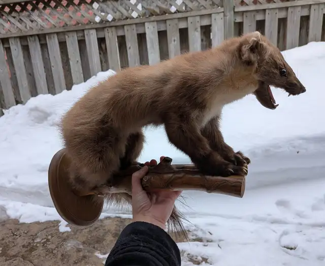 Pine marten on branch taxidermy