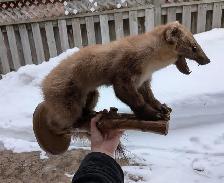 Pine marten on branch taxidermy