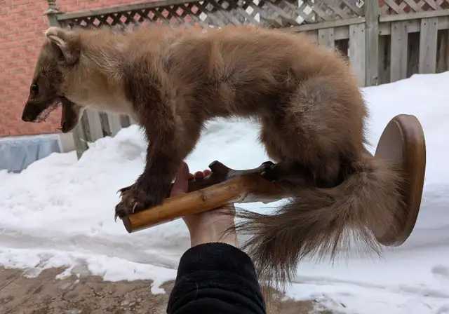 Pine marten on branch taxidermy - Photo 2