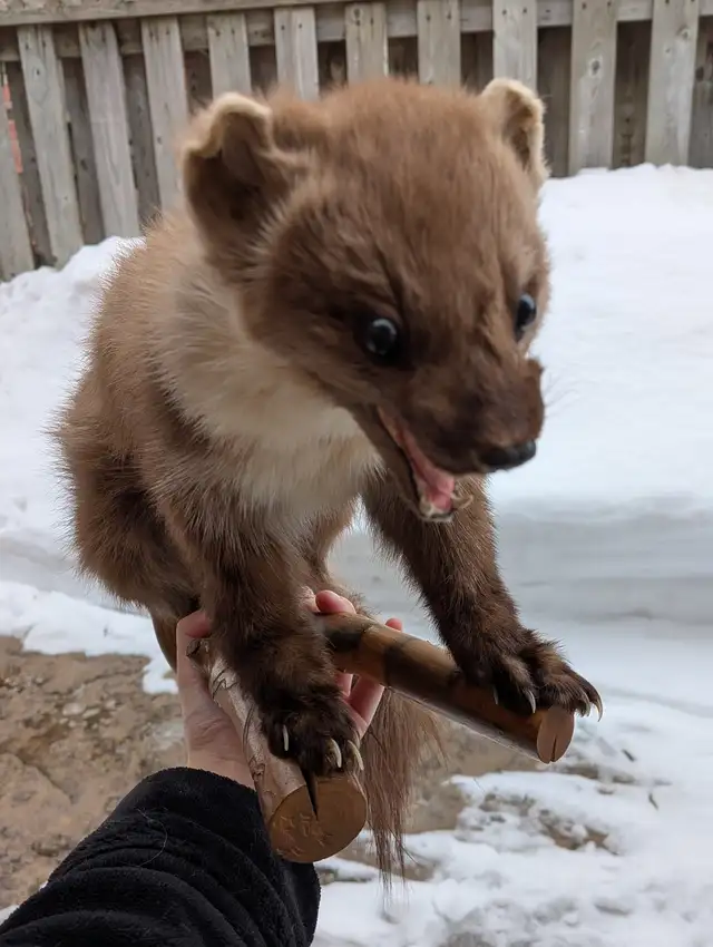 Pine marten on branch taxidermy - Photo 3