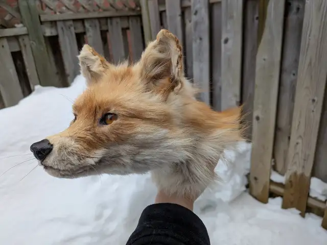Fox head taxidermy