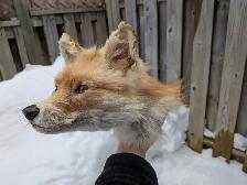 Fox head taxidermy