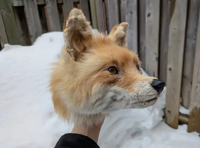 Fox head taxidermy - Photo 2