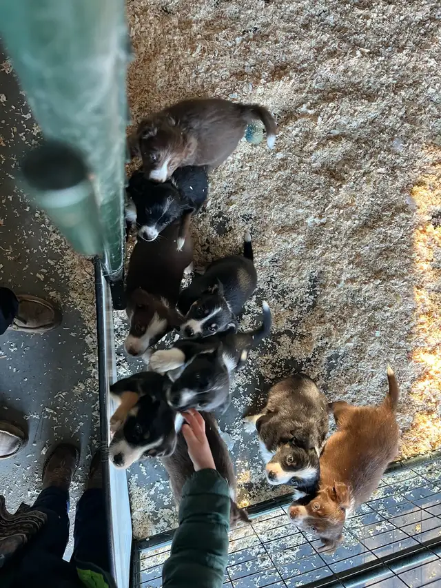 Border Collie x Australian Shepherd puppies