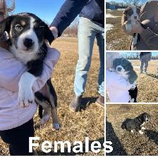 Border Collie x Australian Shepherd puppies - Photo 2