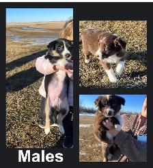 Border Collie x Australian Shepherd puppies - Photo 3