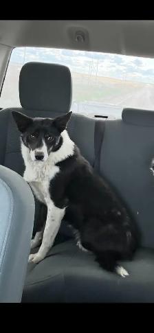 Border Collie x Australian Shepherd puppies - Photo 4