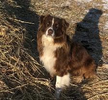Border Collie x Australian Shepherd puppies - Photo 5