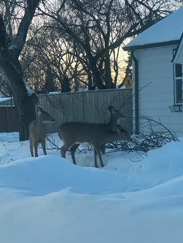blizzard snow removal