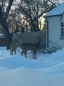 blizzard snow removal