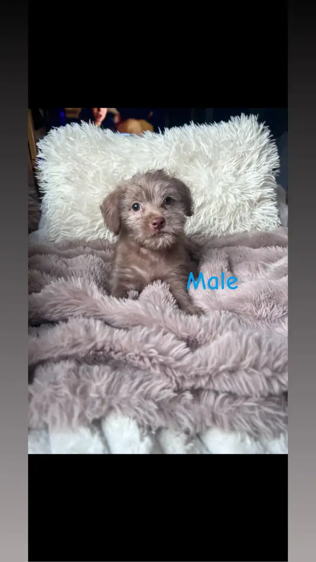 5 Cockapoo/Yorkie puppies!