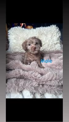 5 Cockapoo/Yorkie puppies!