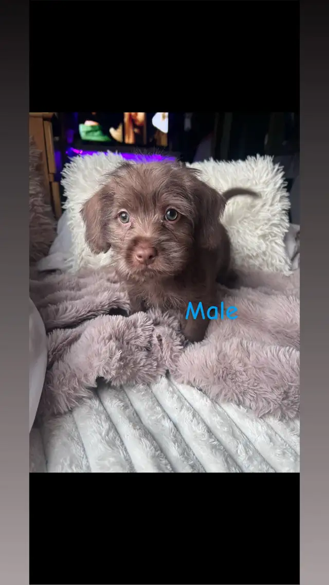 5 Cockapoo/Yorkie puppies! - Photo 2