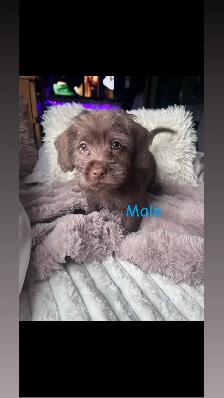 5 Cockapoo/Yorkie puppies! - Photo 2