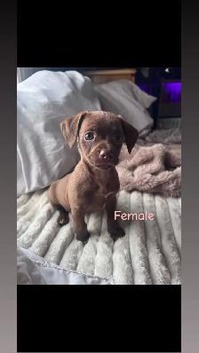 5 Cockapoo/Yorkie puppies! - Photo 3