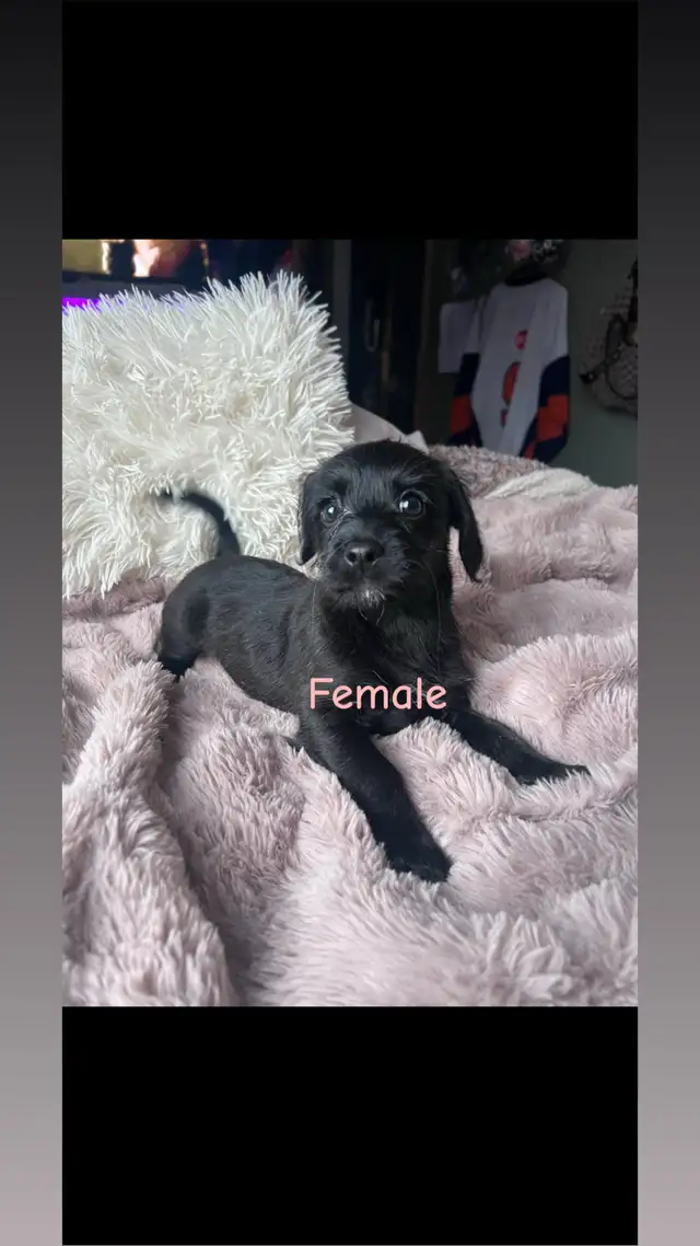5 Cockapoo/Yorkie puppies! - Photo 4