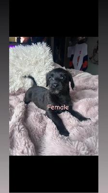 5 Cockapoo/Yorkie puppies! - Photo 4