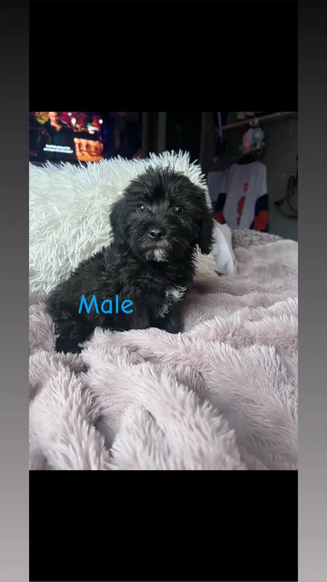 5 Cockapoo/Yorkie puppies! - Photo 5