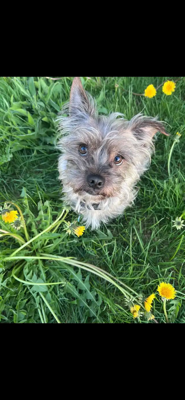 5 Cockapoo/Yorkie puppies! - Photo 6