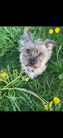 5 Cockapoo/Yorkie puppies! - Photo 6