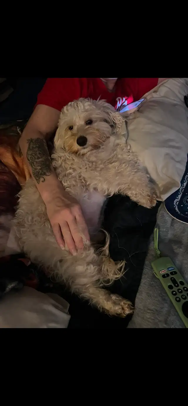 5 Cockapoo/Yorkie puppies! - Photo 7