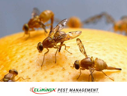 AFFORDABLE 24/7 PEST CONTROL! ELIMINEX PEST MANAGEMENT - Photo 8