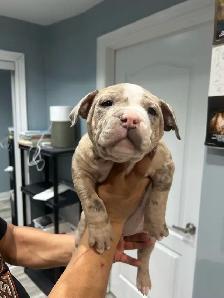 American bu11y XL - Photo 2