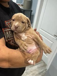 American bu11y XL - Photo 4