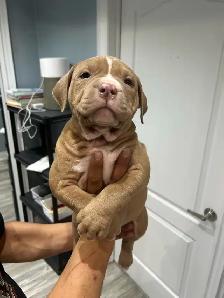 American bu11y XL - Photo 7