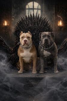 American bu11y XL - Photo 9