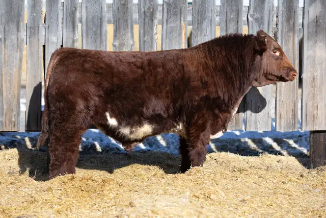 Shorthorn Yearling Bull