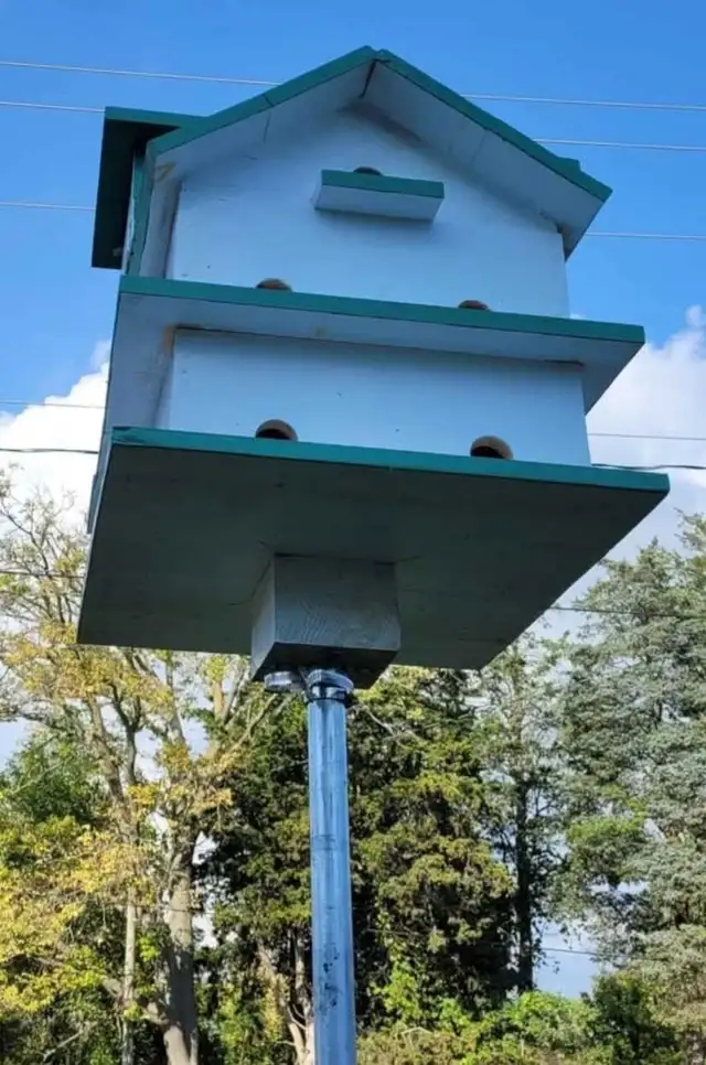 HEY Y'ALL! IT'S NEARLY PURPLE MARTIN TIME! - Photo 3