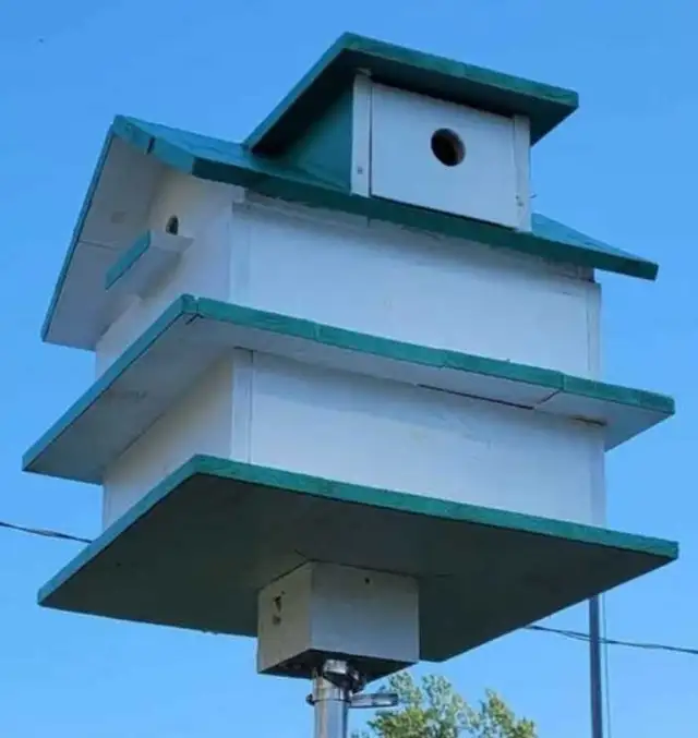 HEY Y'ALL! IT'S NEARLY PURPLE MARTIN TIME! - Photo 9